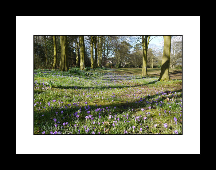 Bluebells near Rufford black frame