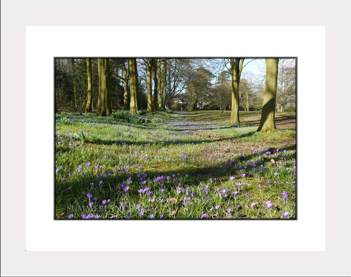 Bluebells Rufford white frame