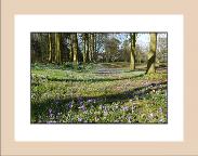 Bluebells Rufford wood frame