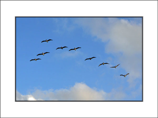 Follow the leader mount