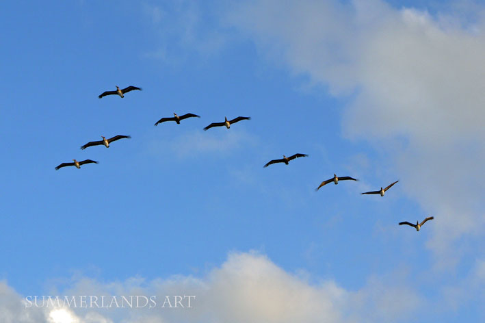 Photo of birds flying in formation