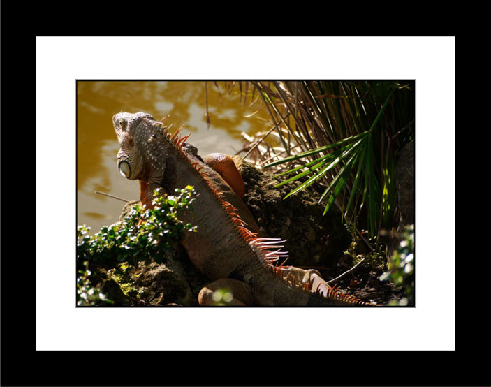 Iguana - black frame