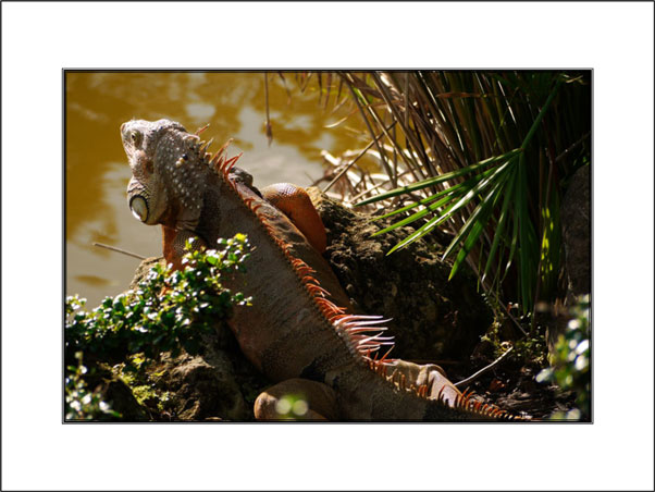 Iguana unframed