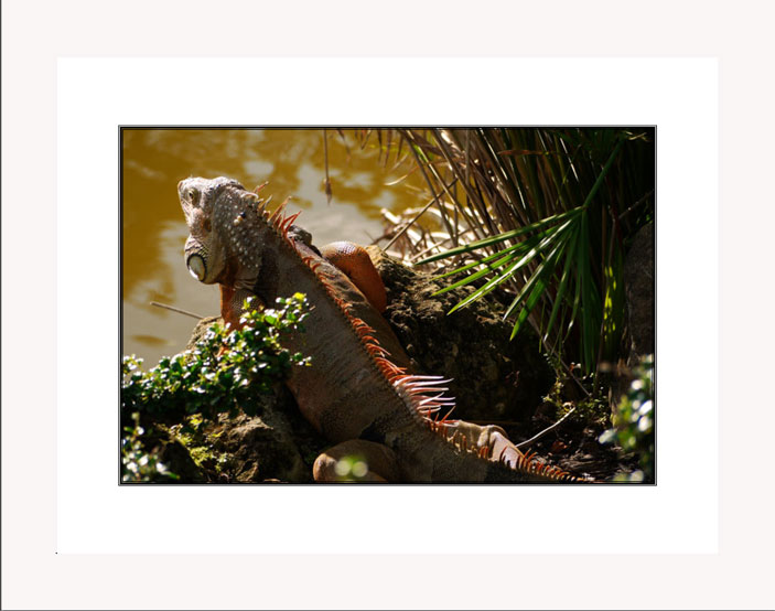 Iguana white frame
