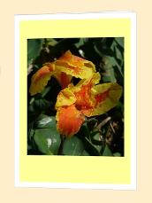 Yellow flowers original