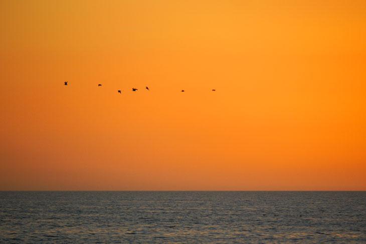 Photo of birds silhouetted against an orange sky