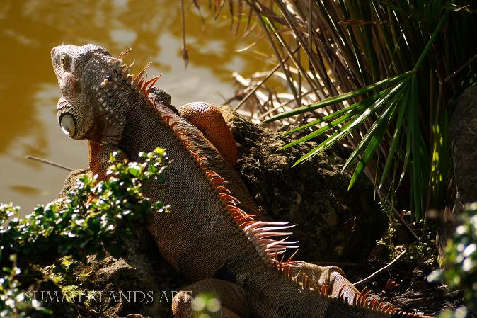 Photo of an iguana in the Morikami Gardens, Florida