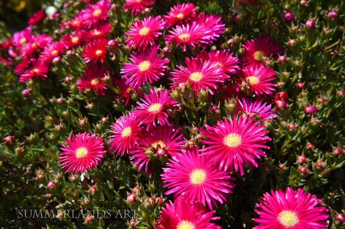 Photo of mesembryanthemums