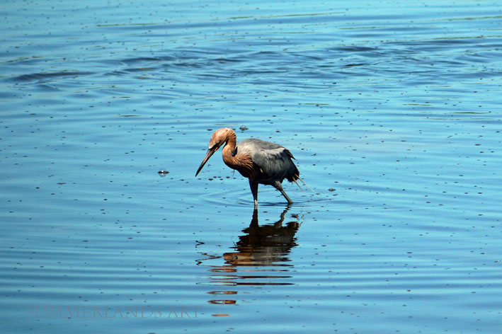 A Reddish Egret in Florida