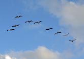 Photo of birds flying in formation