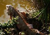 Photo of iguana in Morikami Gardens, Florida