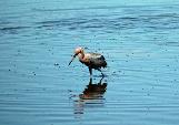 Photo of Reddish Egret in Florida