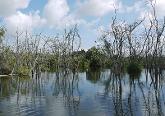 Photo of Billie Swamp Safari