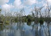 Photo of Billie Swamp Safari