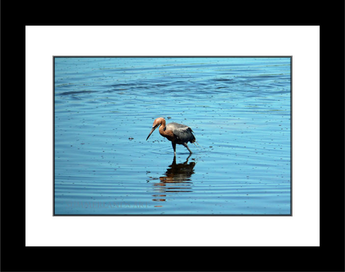 Reddish Egret black frame