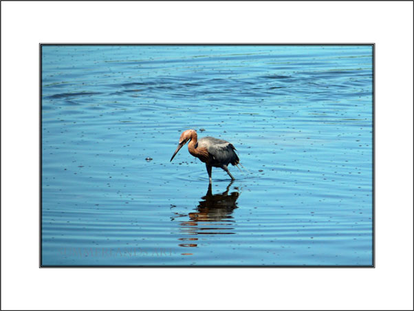 Reddish egret mount