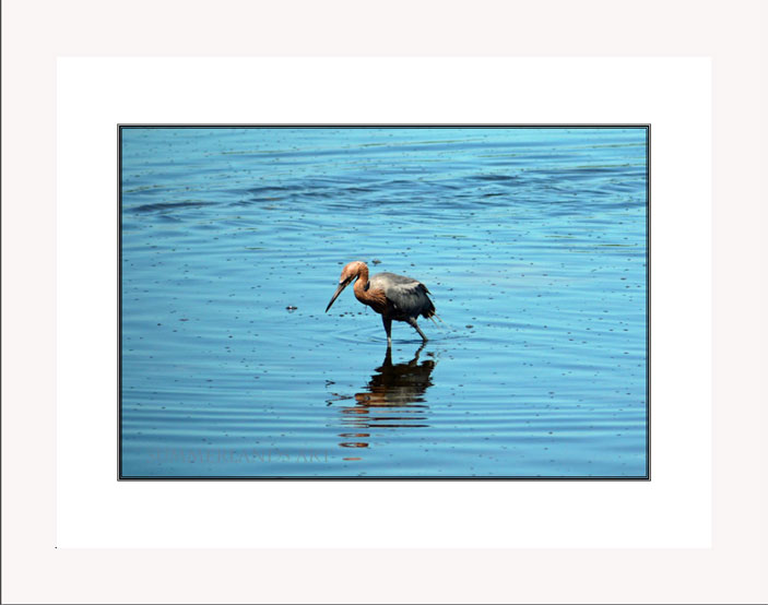 Reddish egret white frame