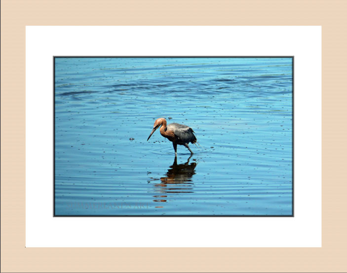 Reddish Egret wood frame