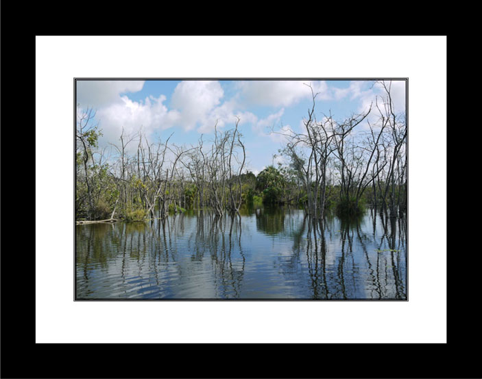 Reflections in Florida Swamp black frame