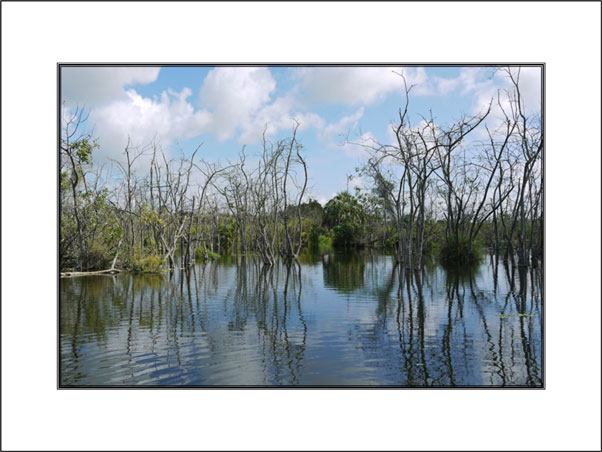 Buy Reflections in Florida Swamp unframed