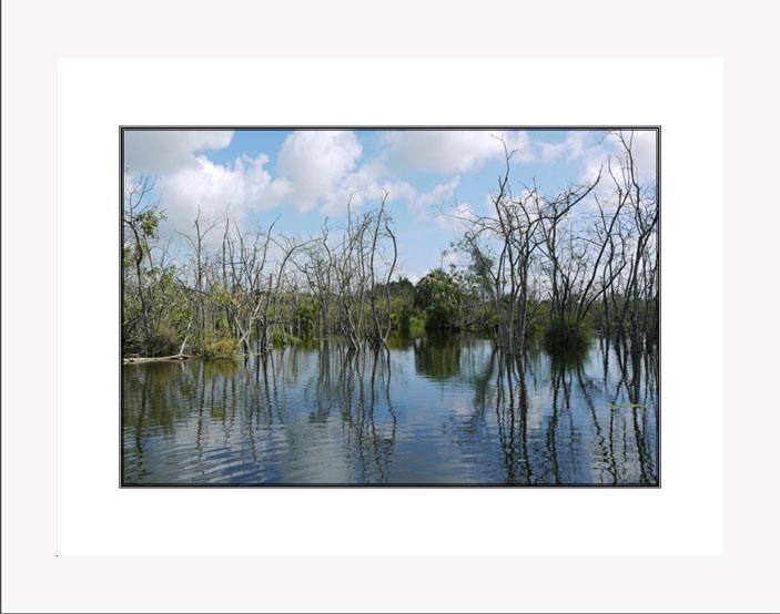 Reflections in Florida Swamp white frame