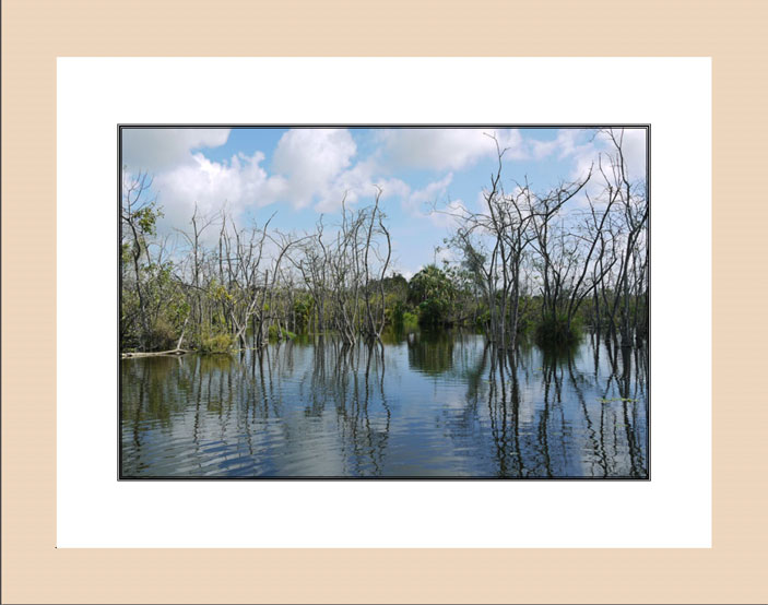 Reflections in Florida Swamp wood frame