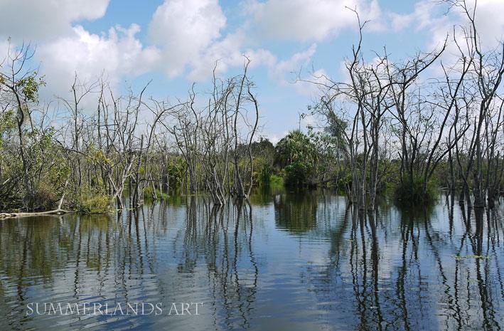 Photo from Billie Swamp Safari, Florida
